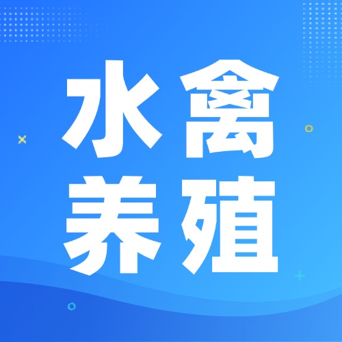 夏季养鸭注意事项